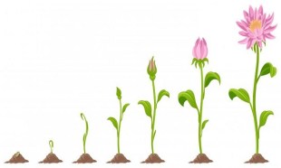 29be767f7d0547ddba5aabfb4a488b77_growing-flower-clipart-clipartxtras_600-360