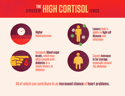 High Chronic Cortisol Levels Predict Cardiovascular Disease (CVD) in Seniors